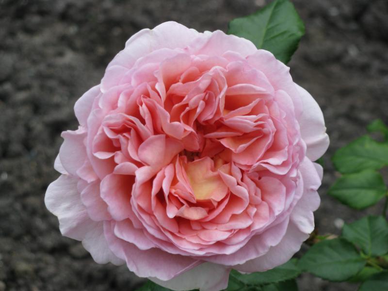 Abraham Darby