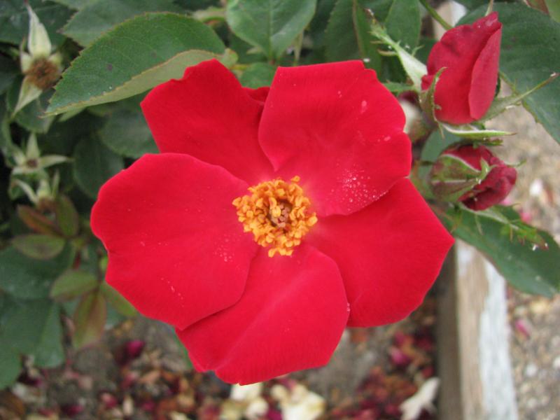 altissimo rose Altissimo – Cornerstone Roses