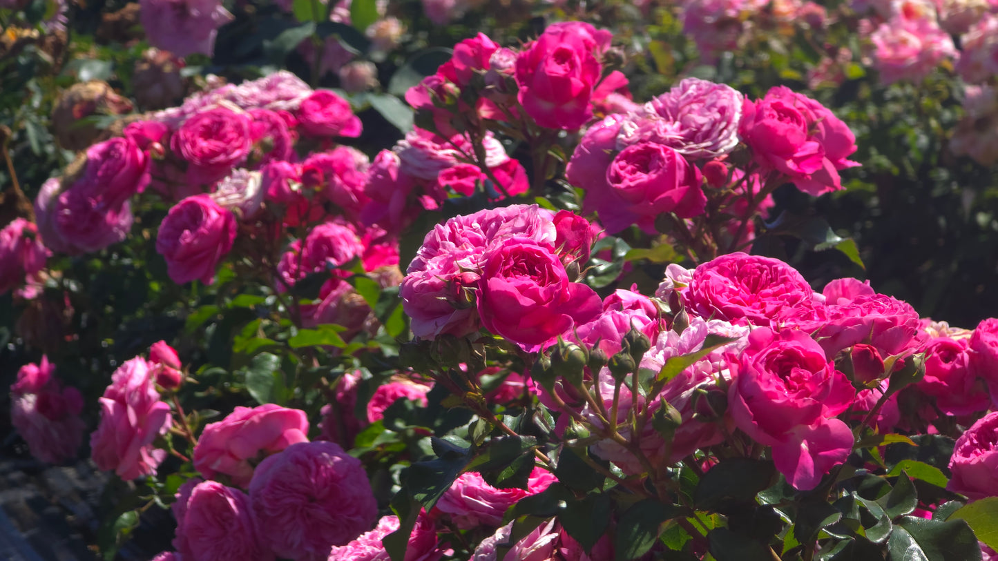 Lucy's Rose