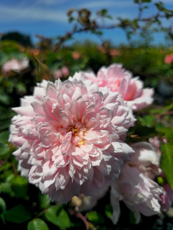 Albertine