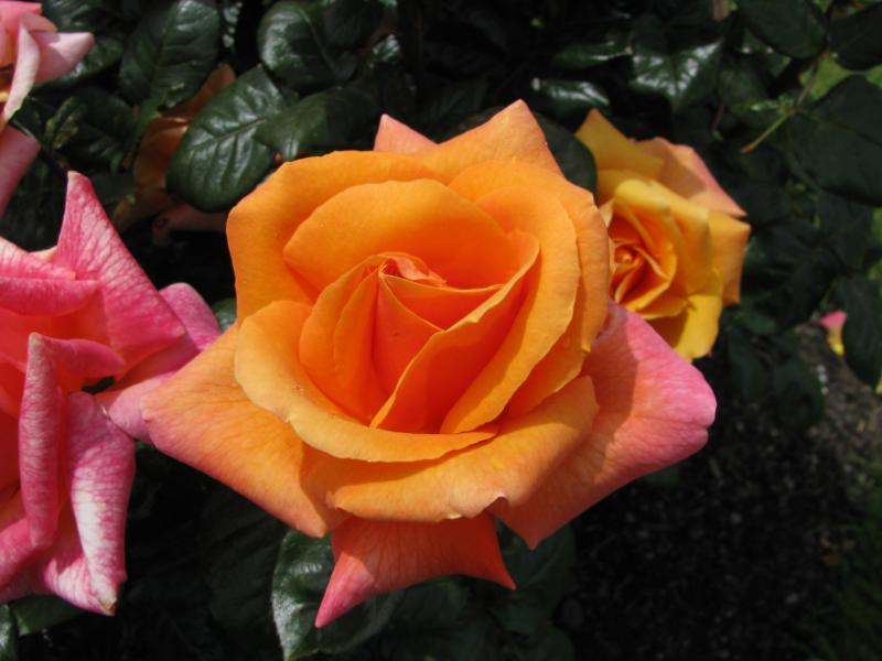 Amberlight