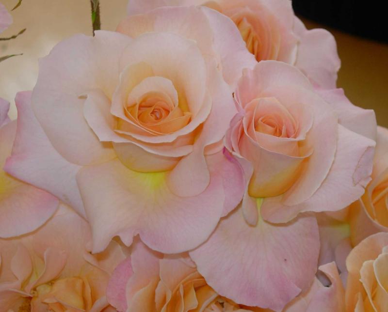 Apricot Delight