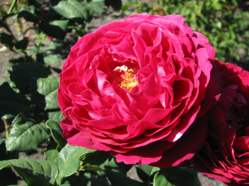 Astrid Grafin Von Hardenberg