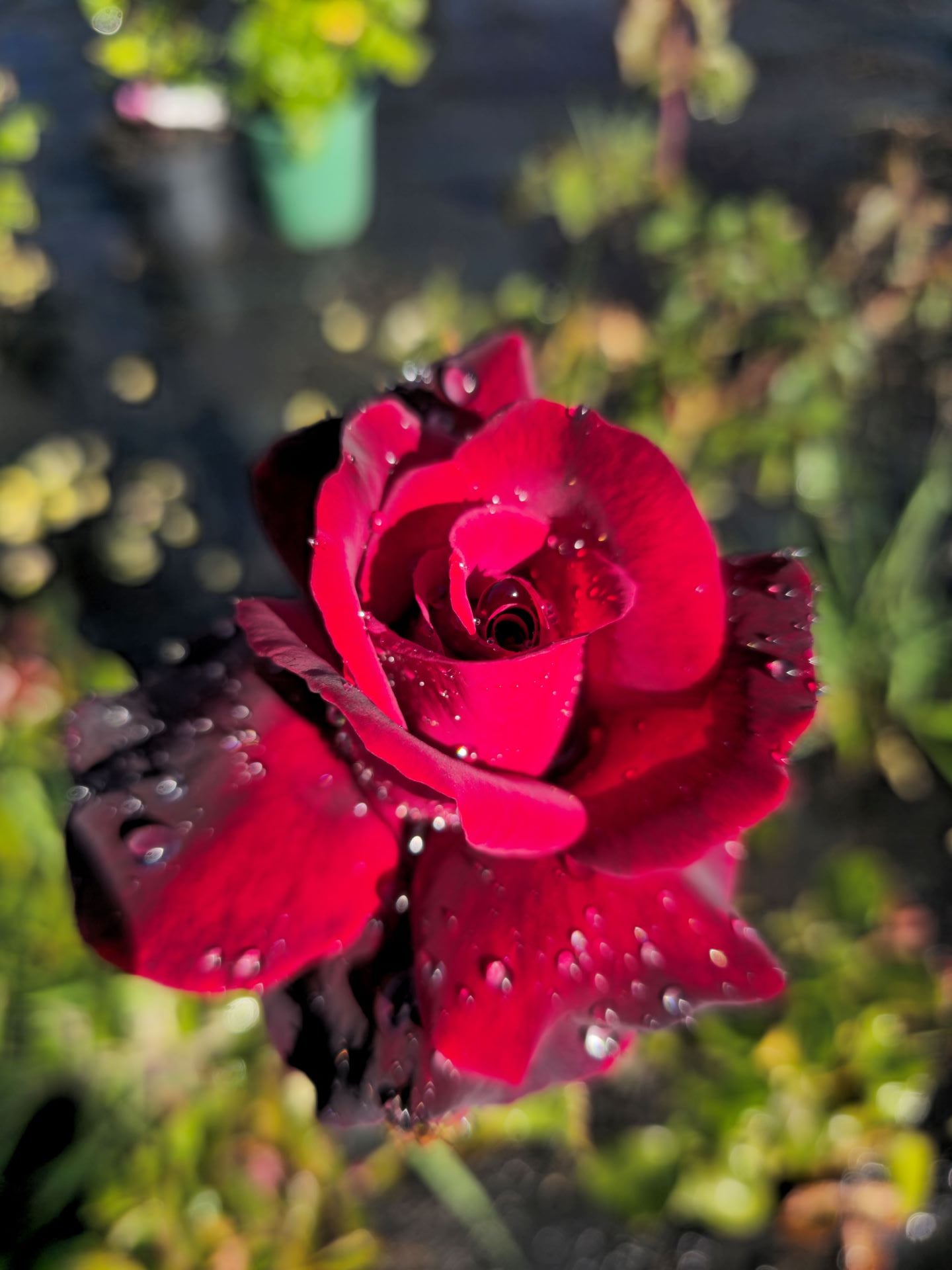Black Beauty