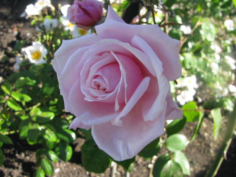 Blossomtime