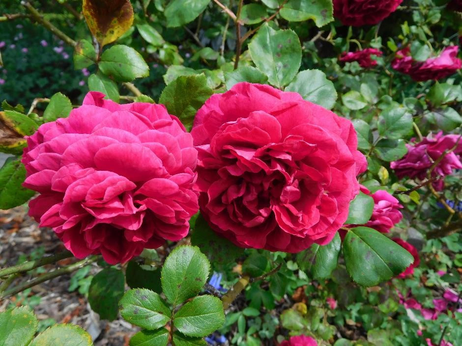 Duc De Guiche