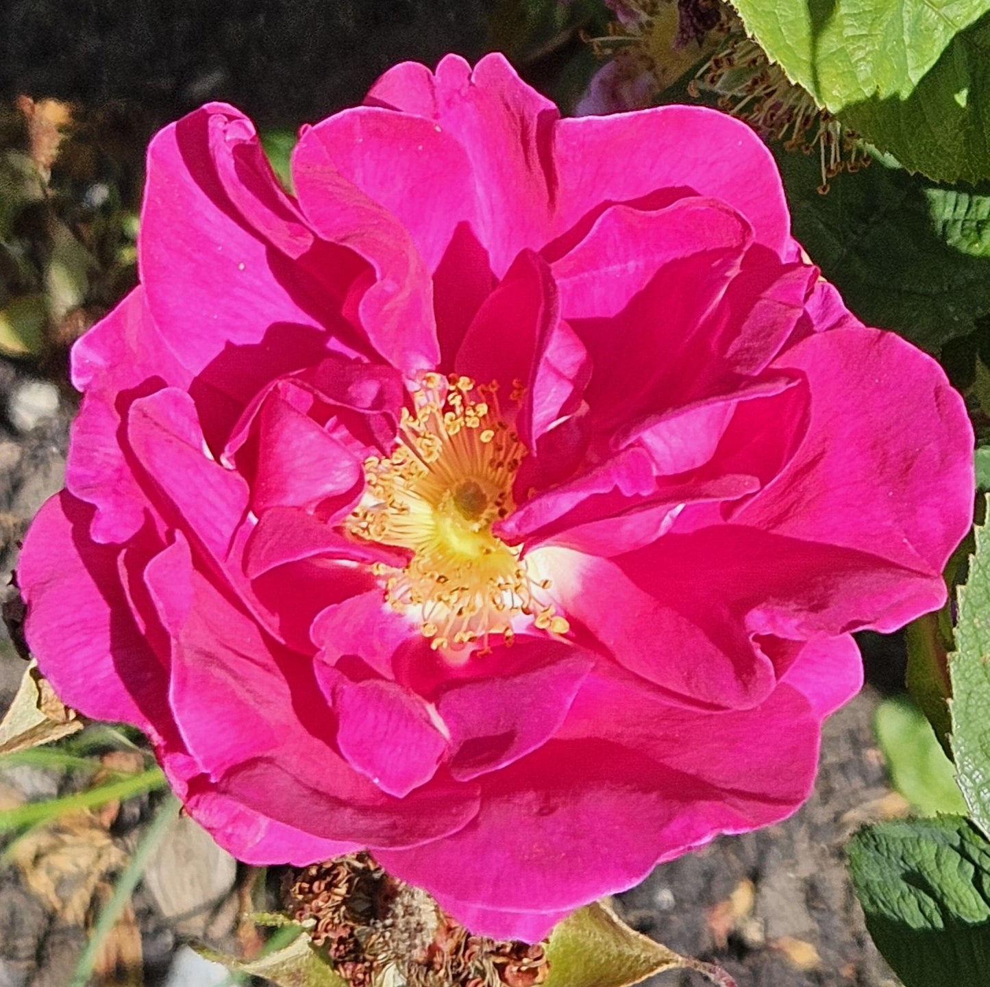 Rosa Gallica Officinalis