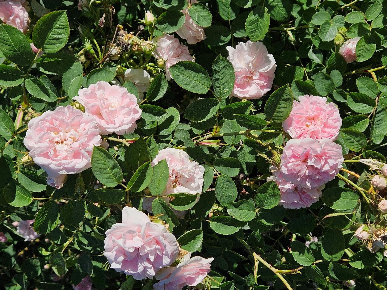 Great Maidens Blush