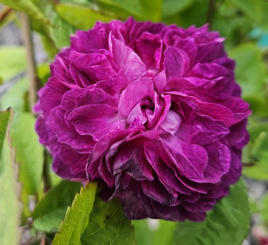 Hippolyte