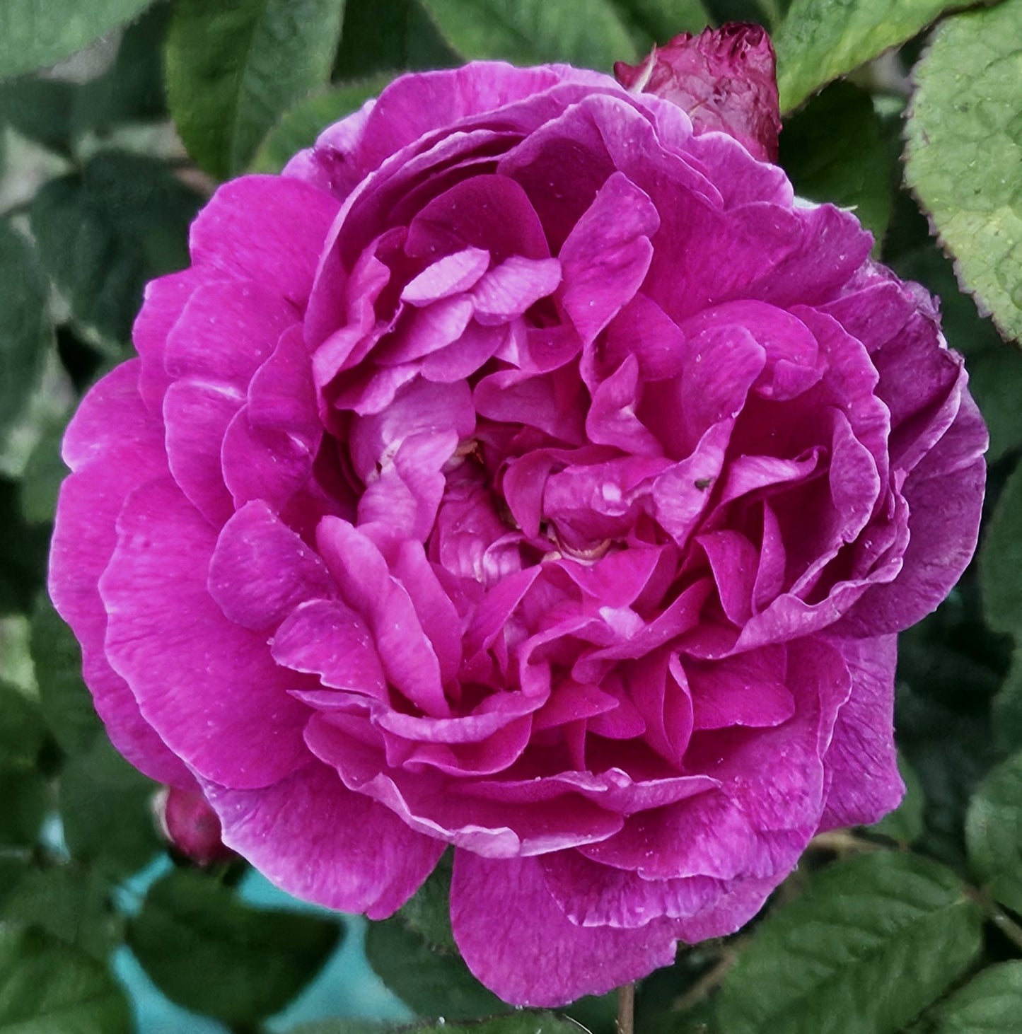 Indigo