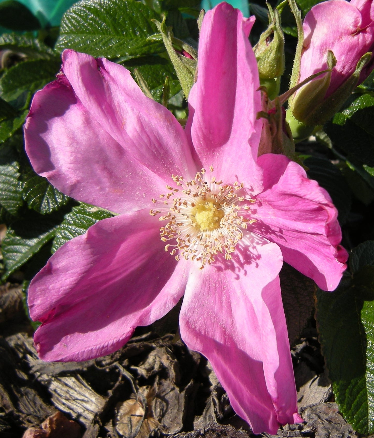 Scabrosa