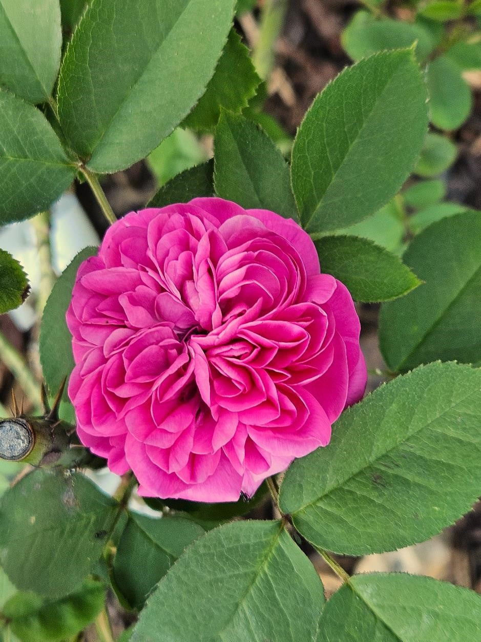 Rose De Rescht