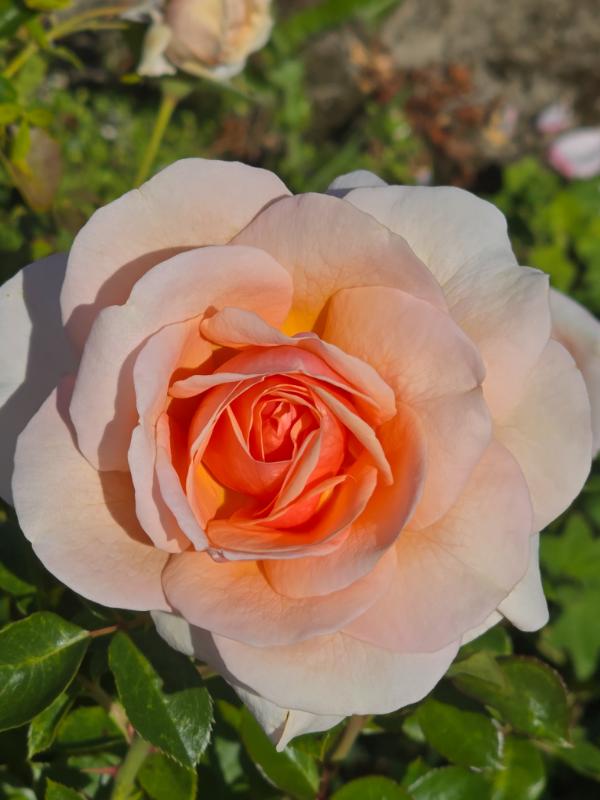 Scent To Remember