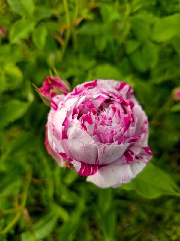Variegata Di Bologna
