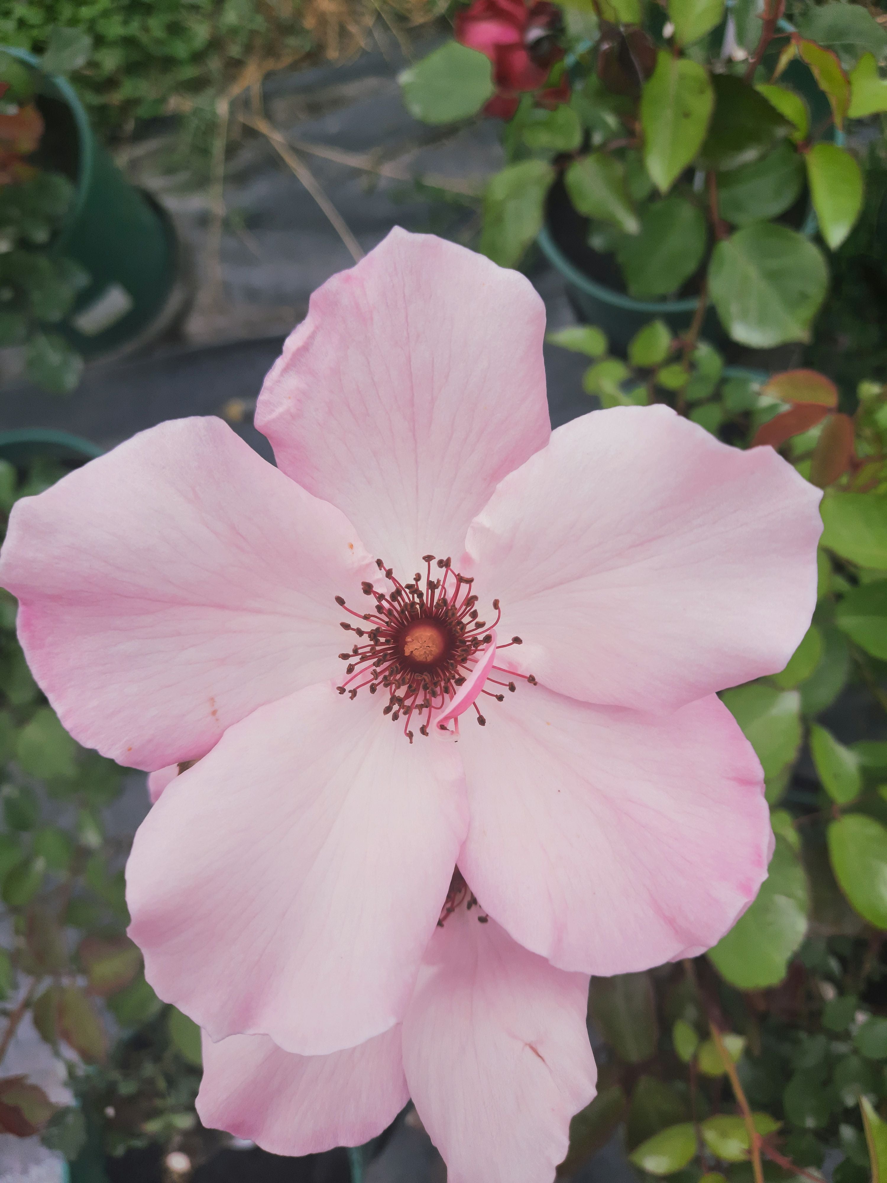 Dainty Bess – Cornerstone Roses