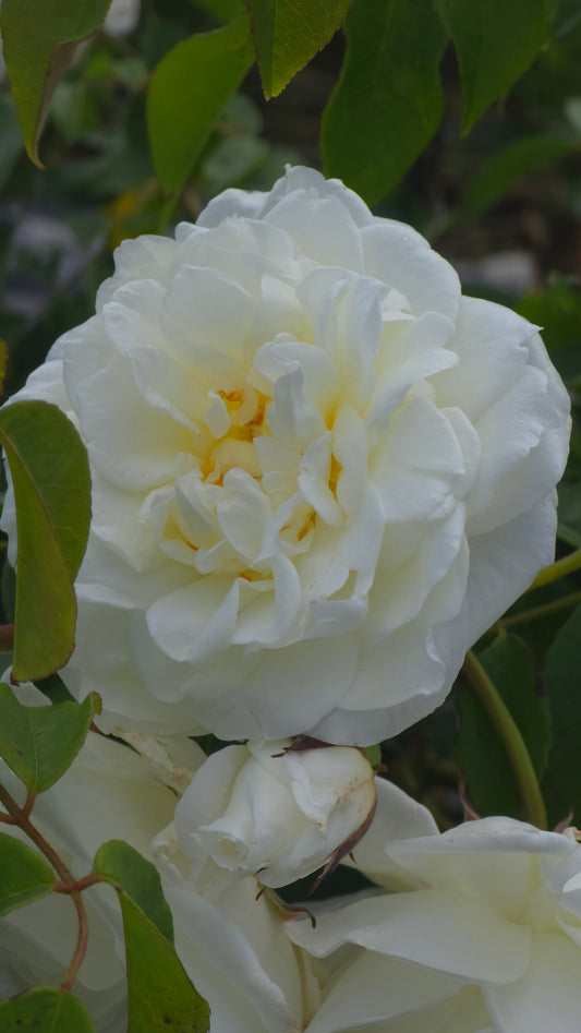 Lamarque