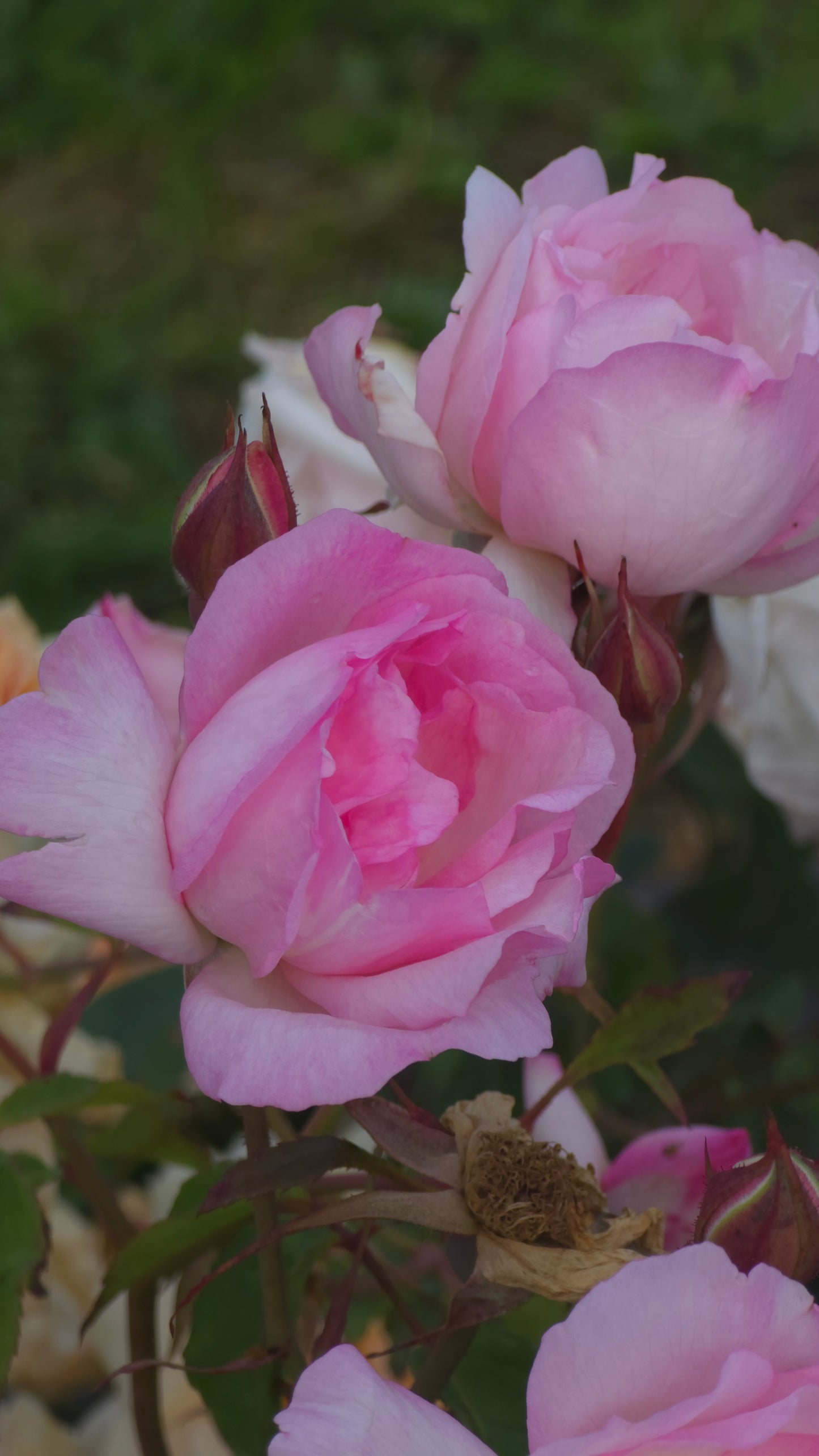 Duchesse De Brabant