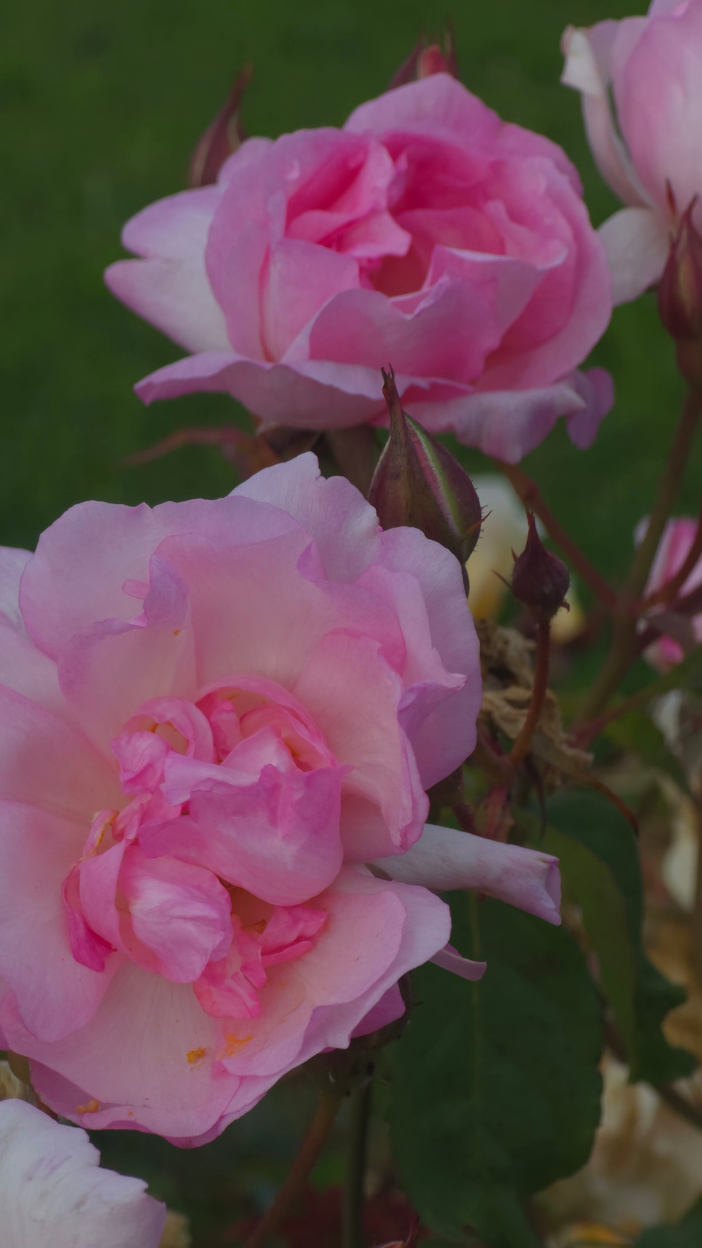 Duchesse De Brabant