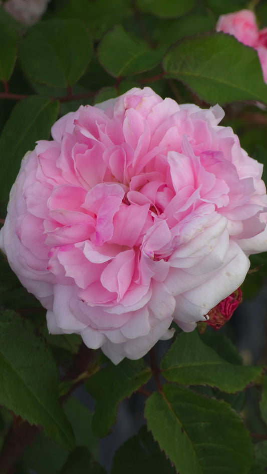 Jacques Cartier