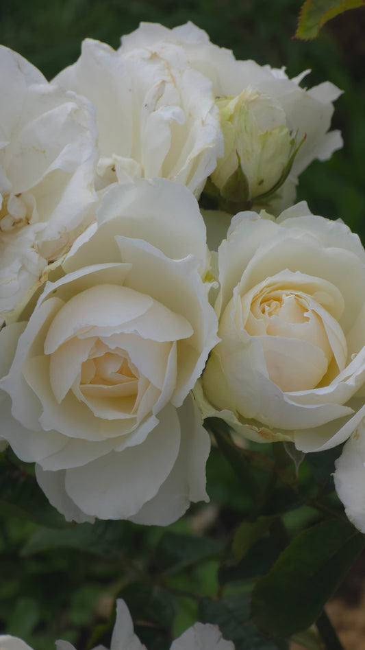 Princess Of Wales