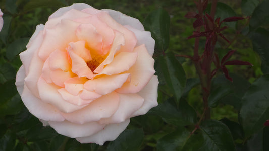 Hamilton Gardens