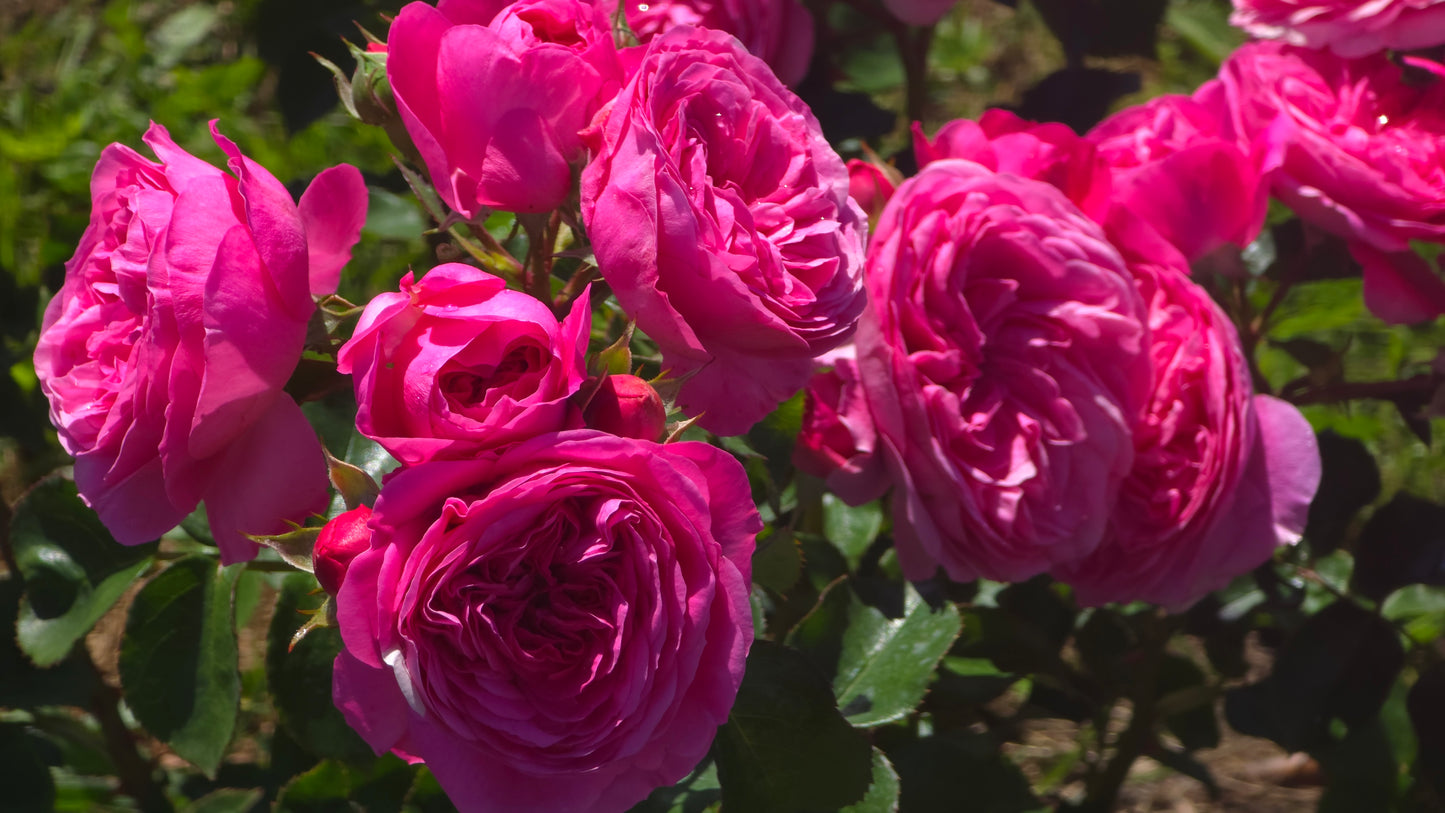 Lucy's Rose