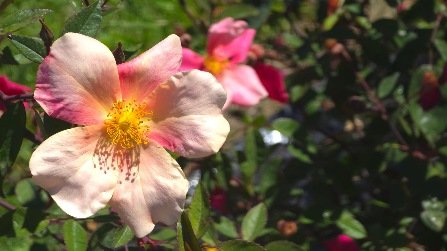 Mutabilis