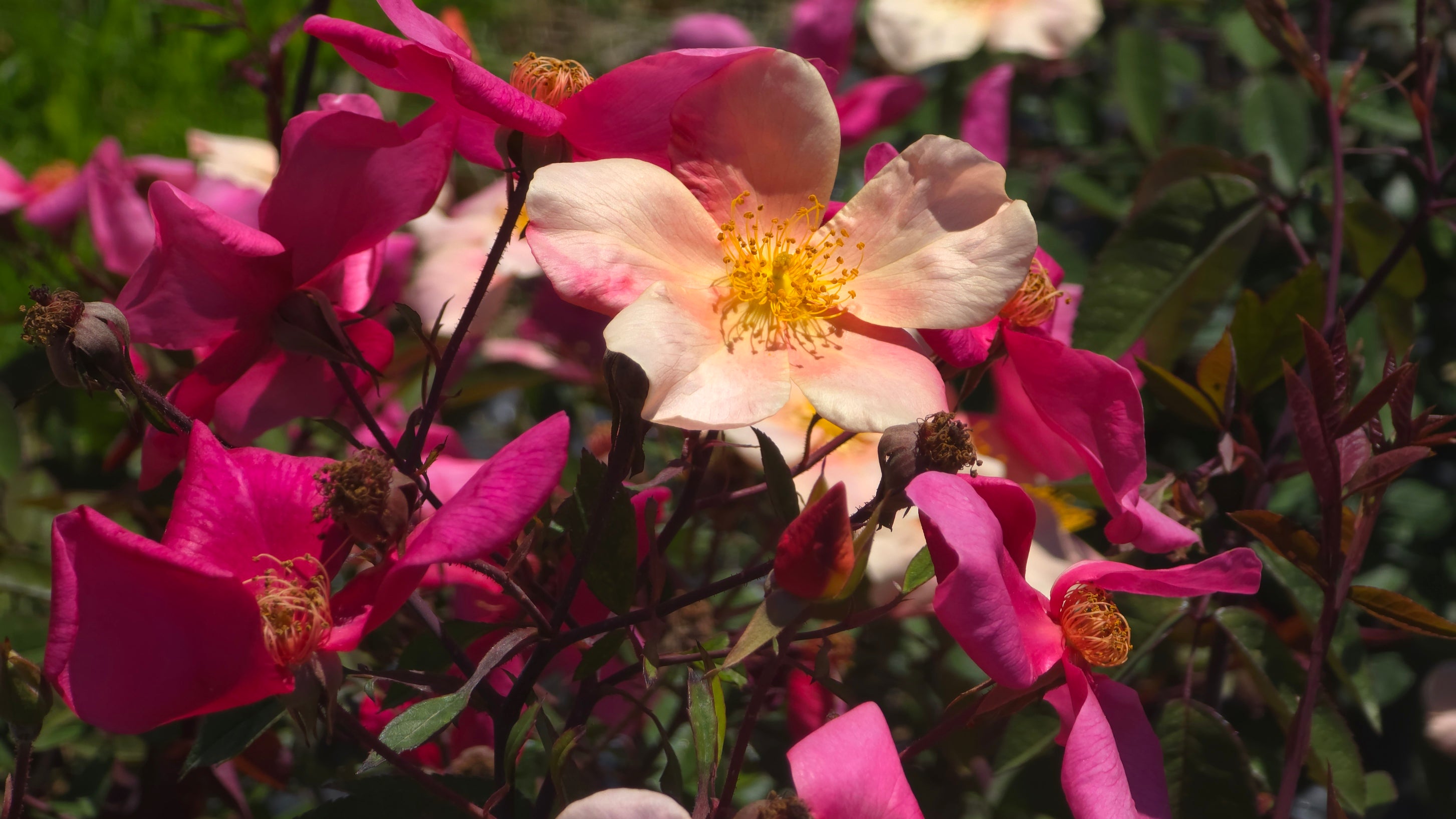 Mutabilis – Cornerstone Roses