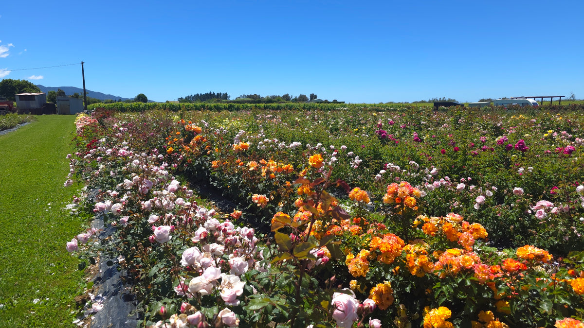 Our Farm – Cornerstone Roses