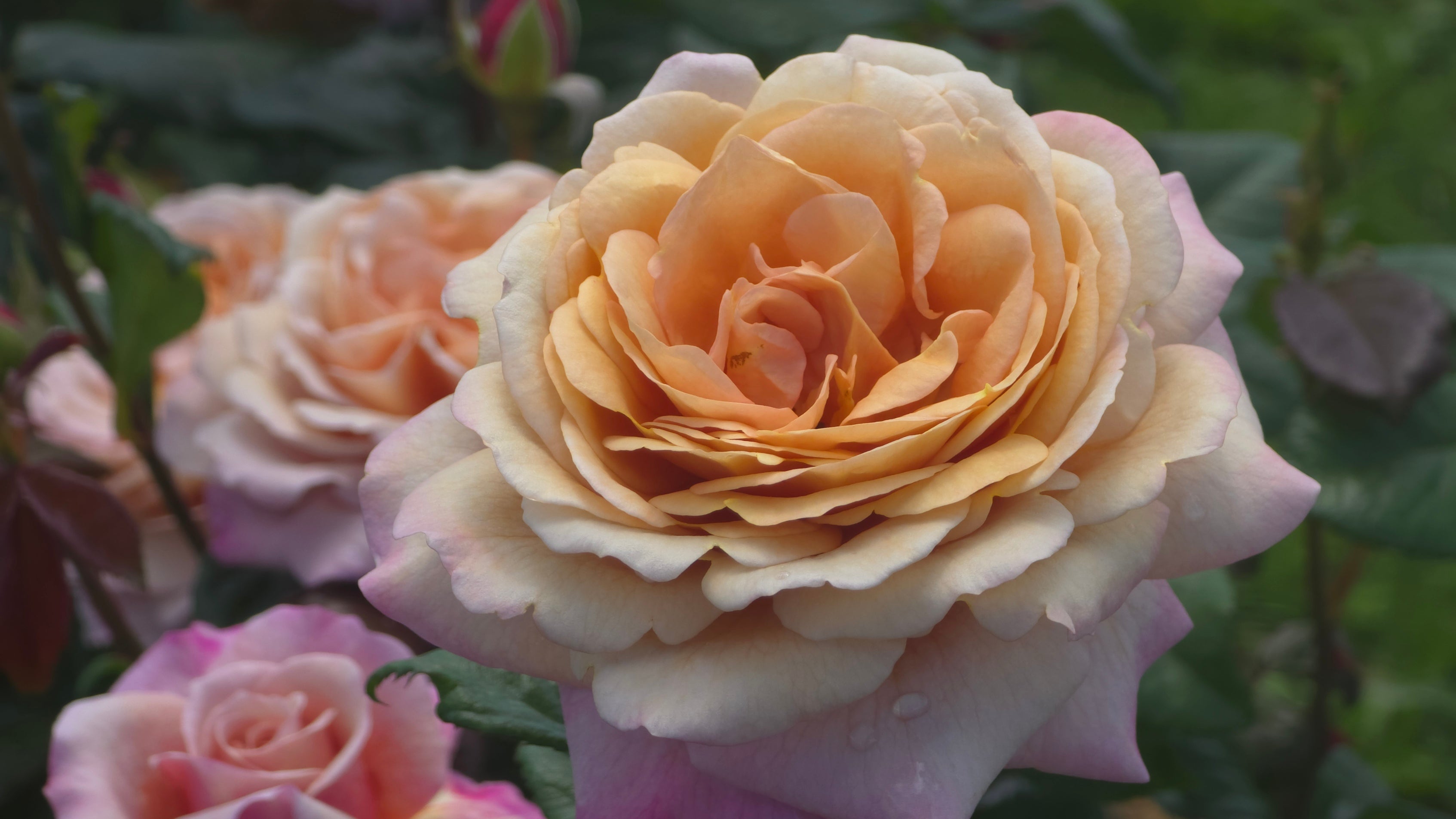 Cappuccino – Cornerstone Roses
