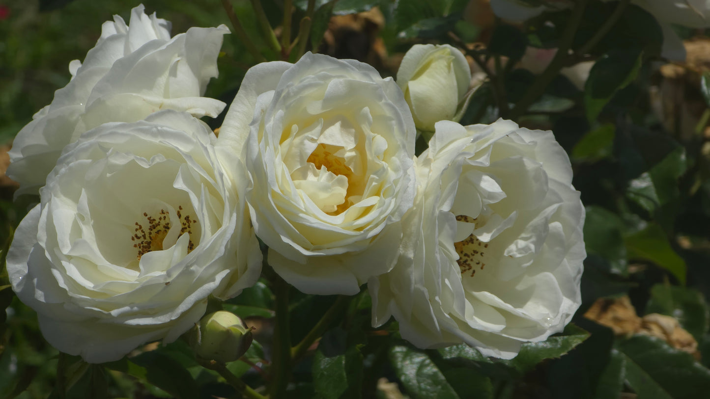 Luminis