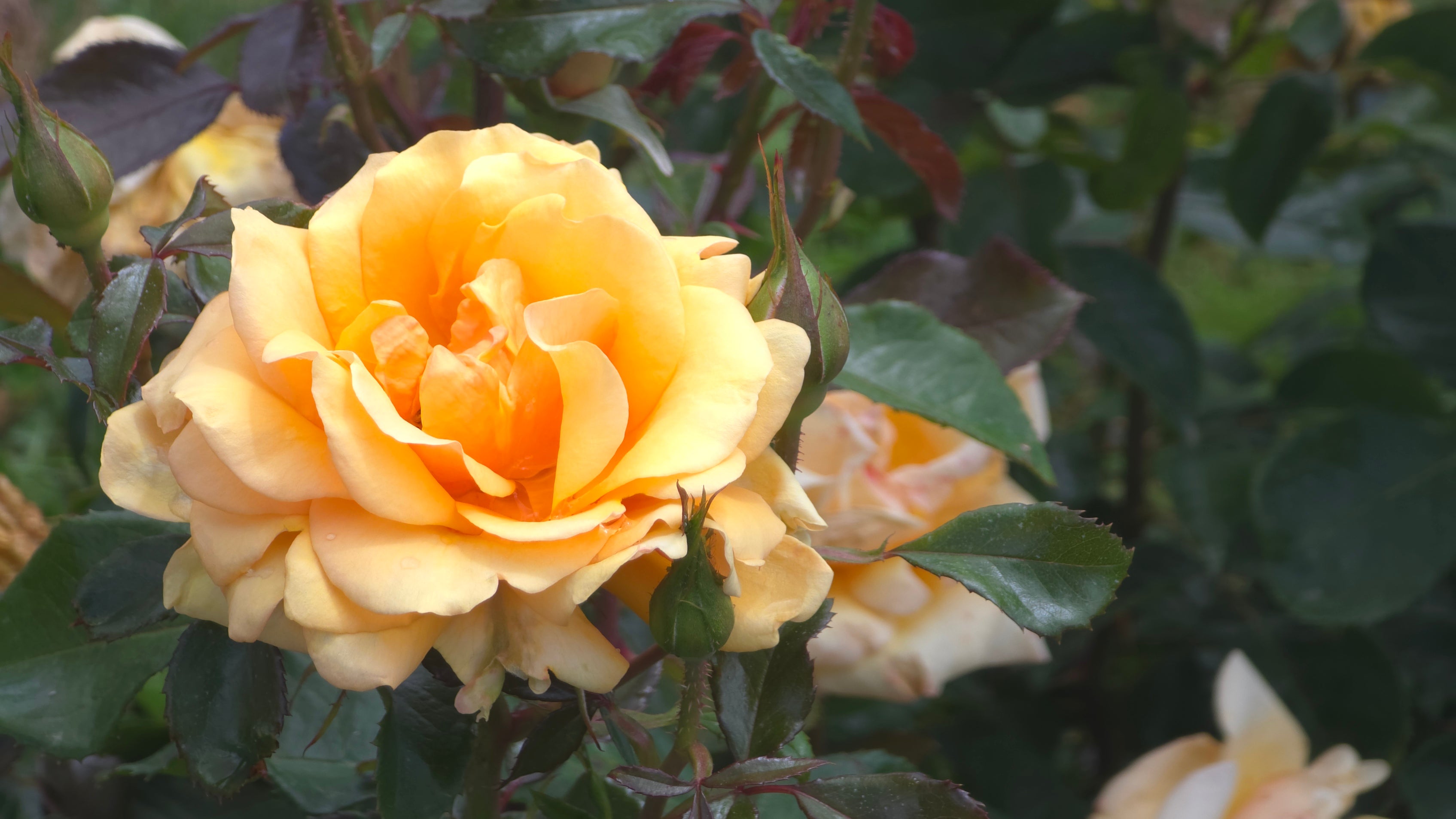 Matawhero Magic – Cornerstone Roses