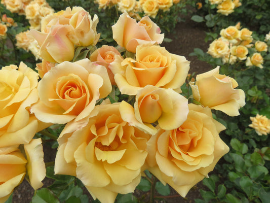 Apricot Scentasia