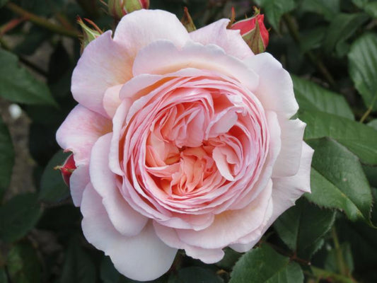 A Shropshire Lad