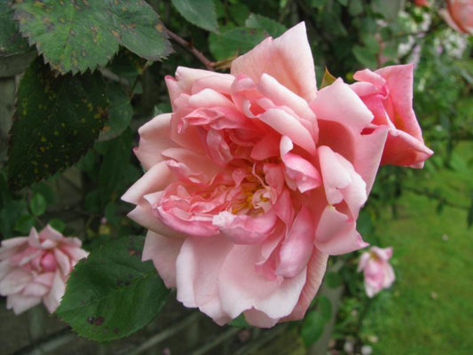 Albertine