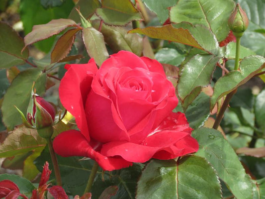 Alec's Red