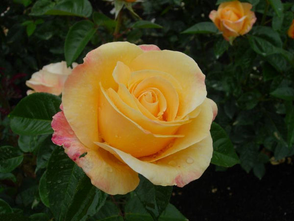 Aloha H.T. – Cornerstone Roses