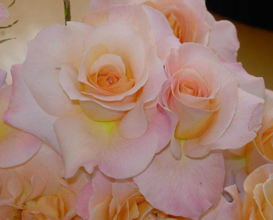 Apricot Delight