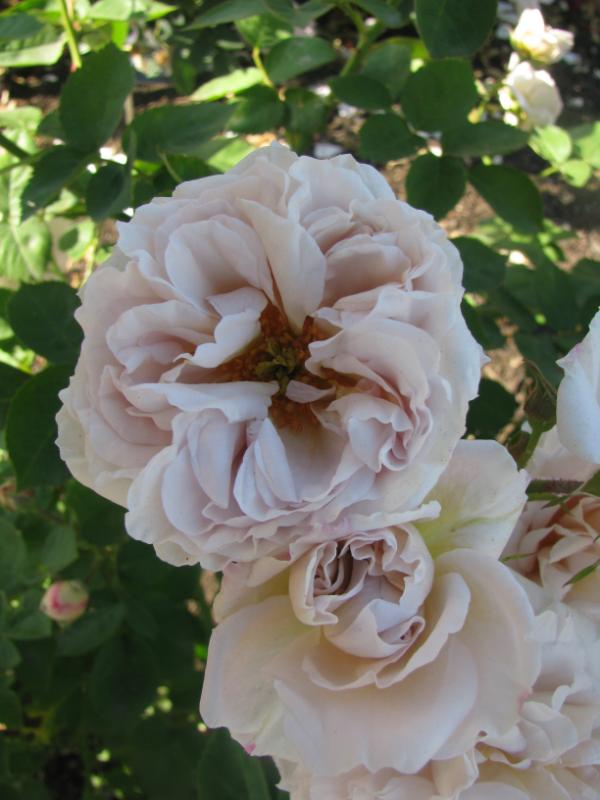 Ash Wednesday – Cornerstone Roses