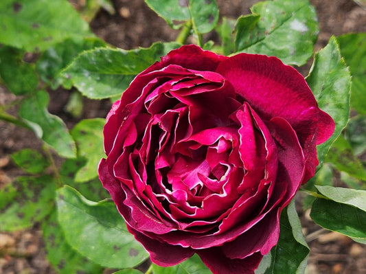 Baron Girod De L'Ain