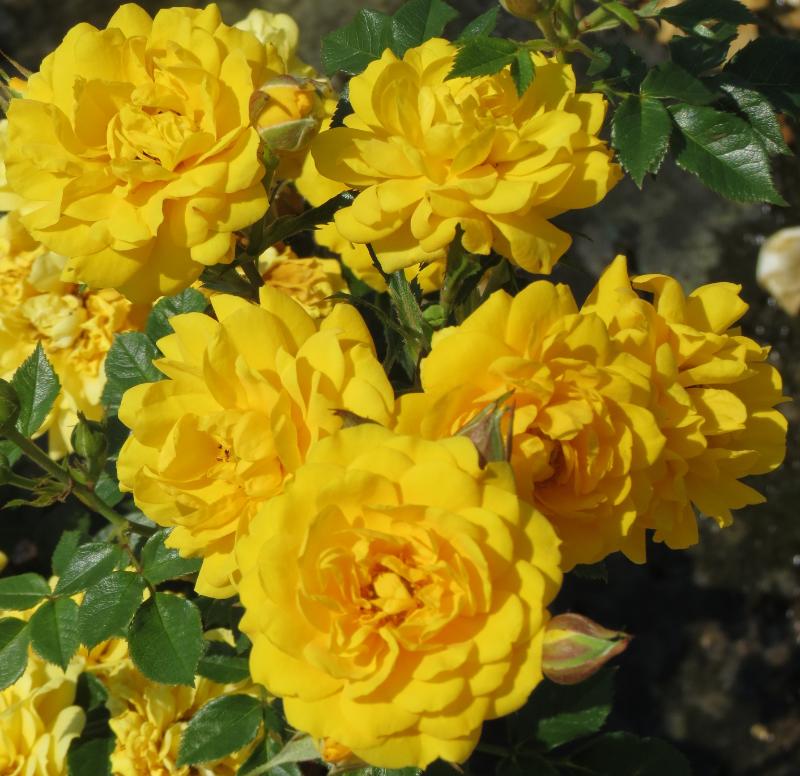 Beehive Gold