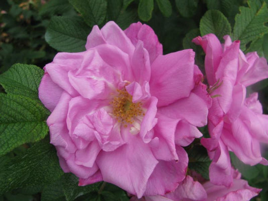 Belle Poitevine