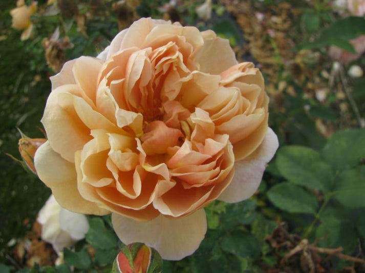 Cafe – Cornerstone Roses
