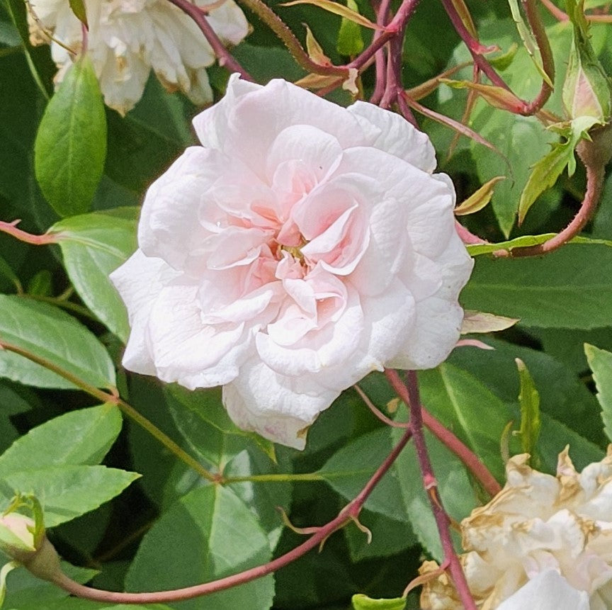 Cecile Brunner – Cornerstone Roses