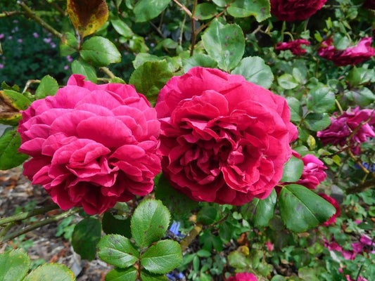 Duc De Guiche