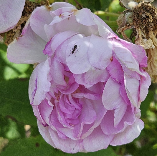Duchesse D'Angouleme