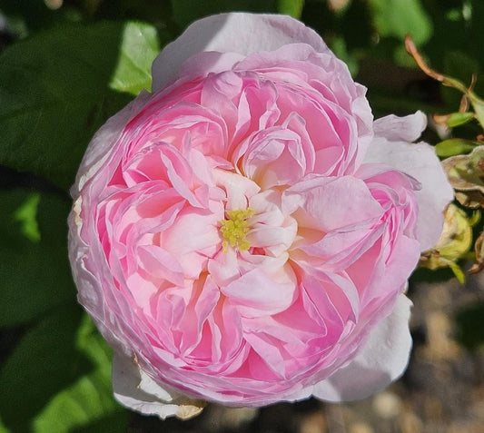 Duchesse De Montebello