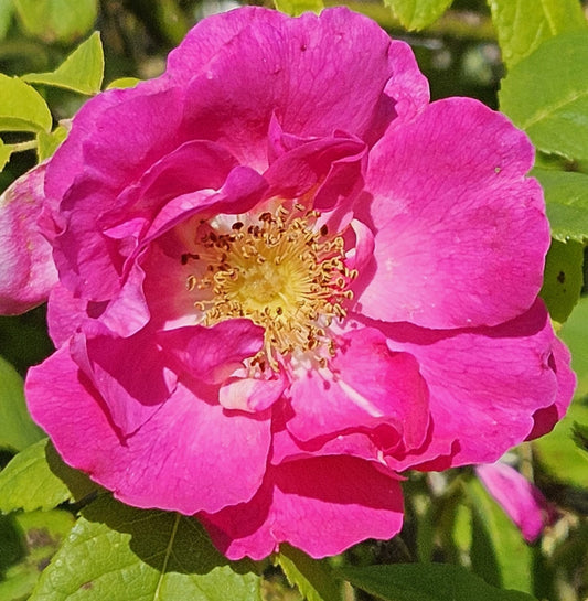 Duchess Of Portland