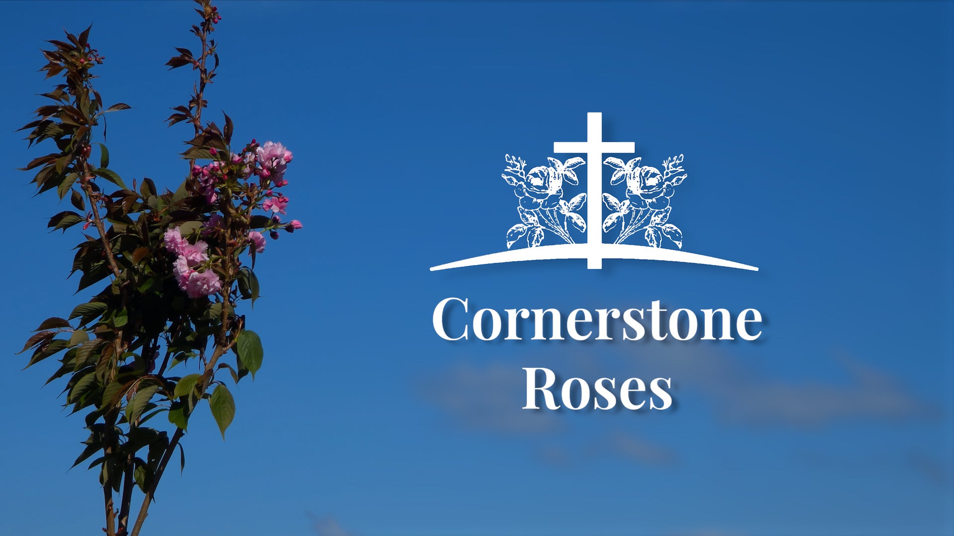 Load video: Video showing the process of growing our roses