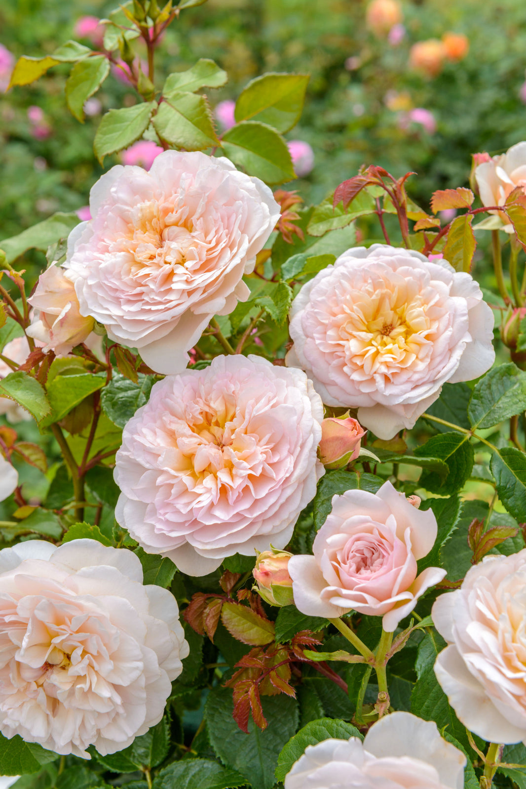 Cornerstone Roses